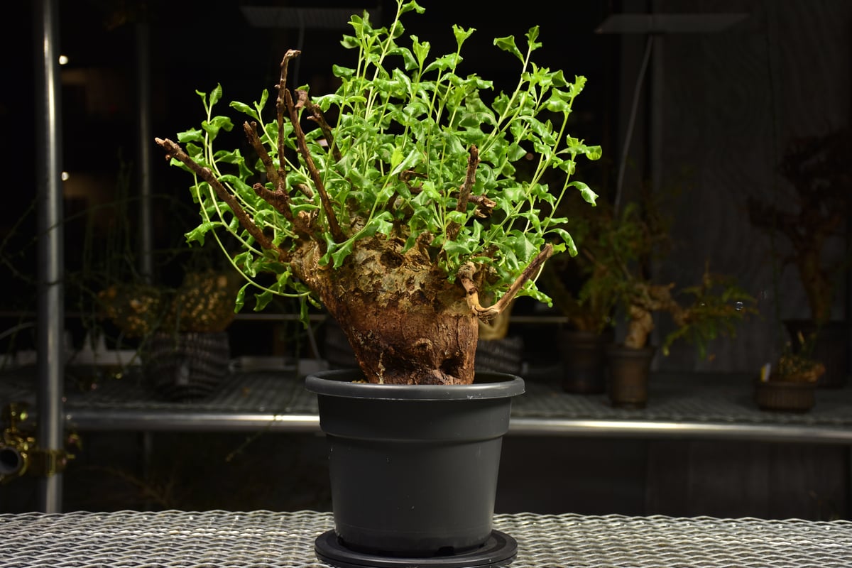 こう様　コミフォラ グラウケスケンス 発根済 現地株 大型 Commiphora glaucescens コミフォラ グラウケスケンス 発根済現地株 F2