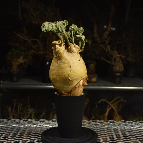Cyphostemma uter var. macropus　キフォステンマ ウター マクロプス 発根済現地株 I26