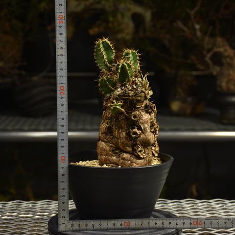Euphorbia mlanjeana　ユーフォルビア ムランジーナ 発根済現地株 I46