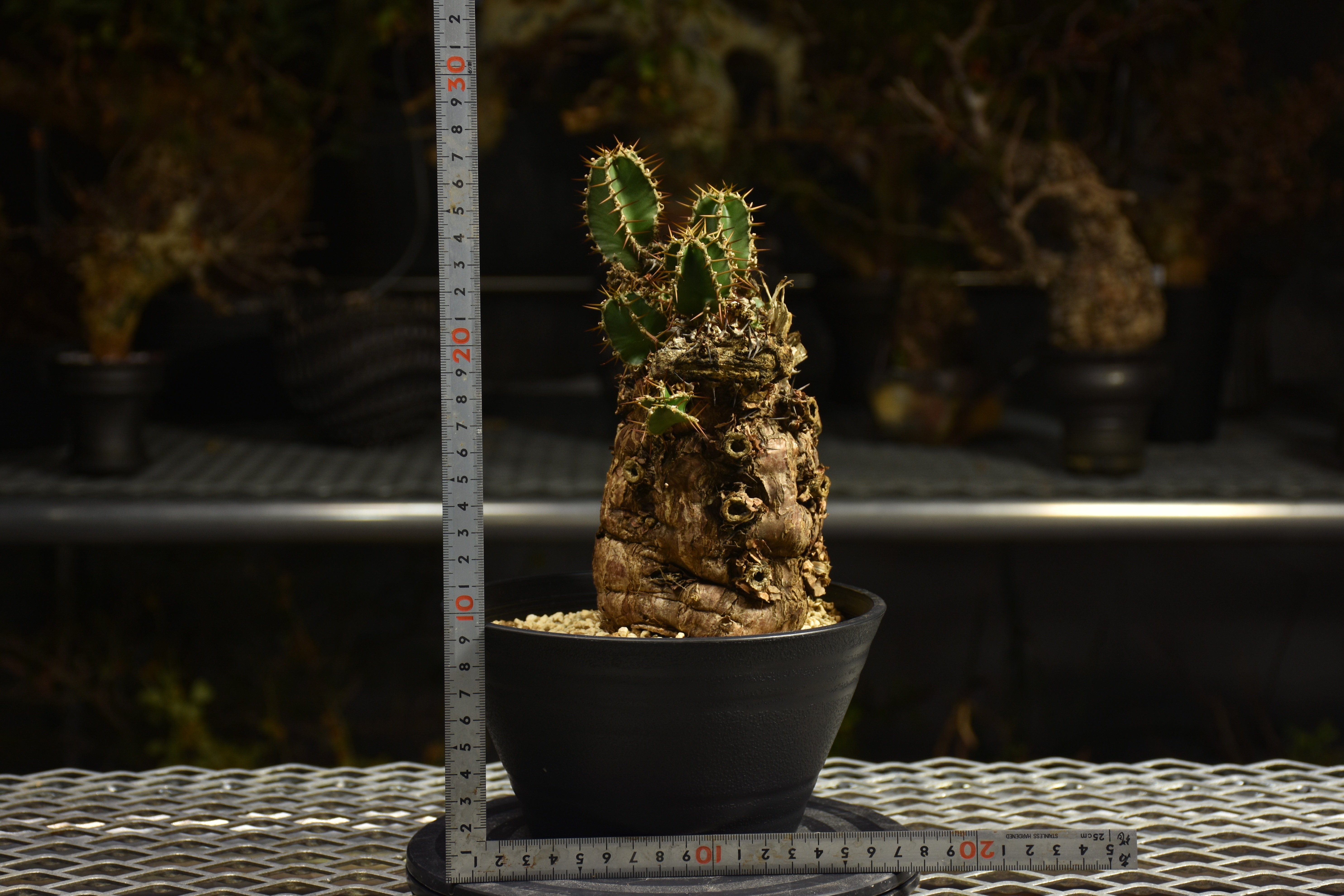 Euphorbia mlanjeana ユーフォルビア ムランジーナ 発根済現地株 I46 |