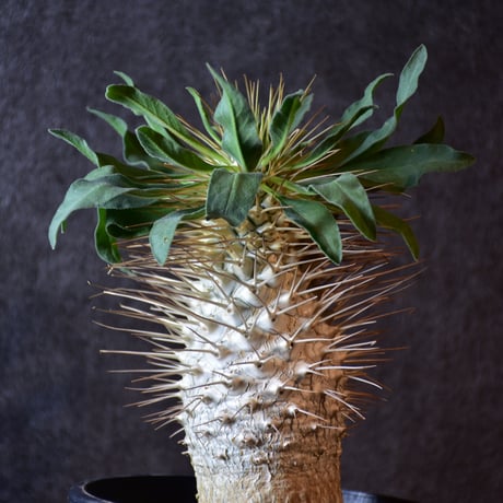 Pachypodium namaquanum　パキポディウム ナマクアナム　発根済現地株 #1
