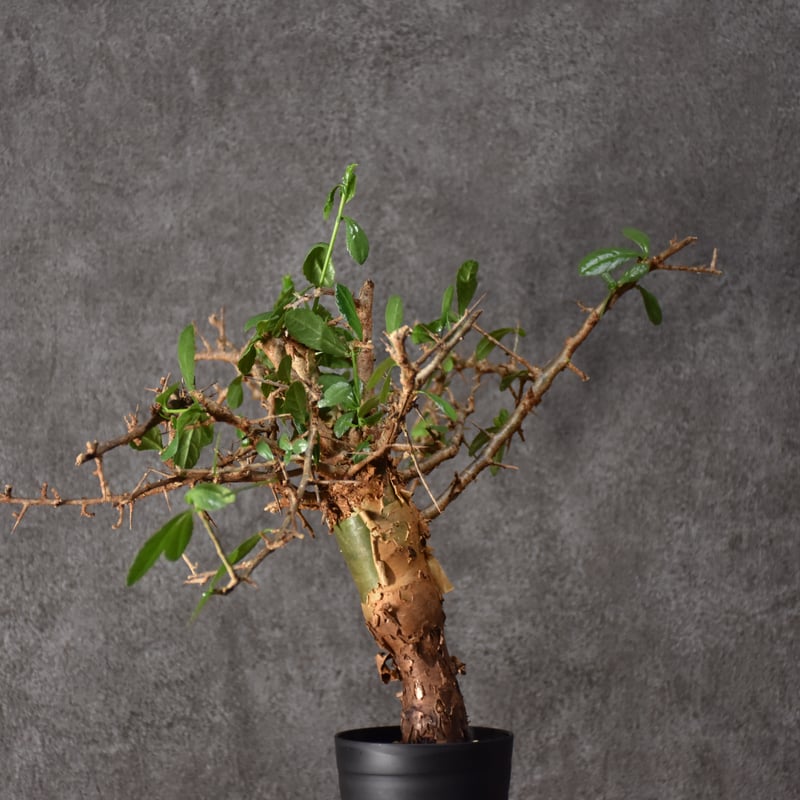 Commiphora habessinica コミフォラ ハベシニカ 発根済現地株 #6