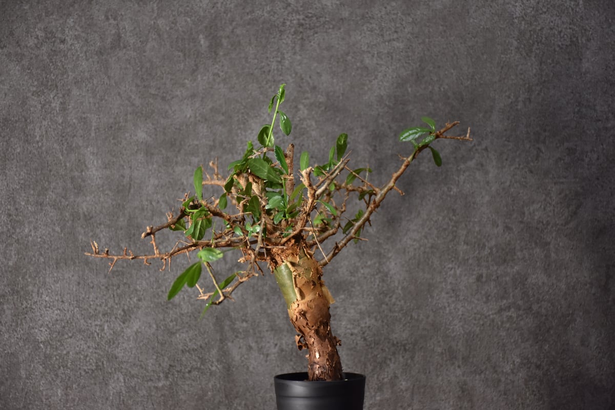 Commiphora habessinica コミフォラ ハベシニカ 発根済現地株 #6 |