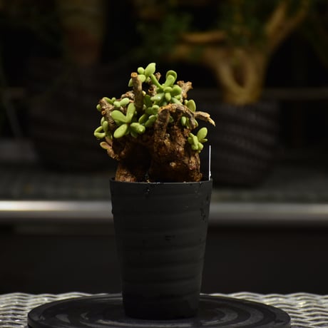 Ceraria pygmaea　ケラリア ピグマエア 発根済現地株 F1
