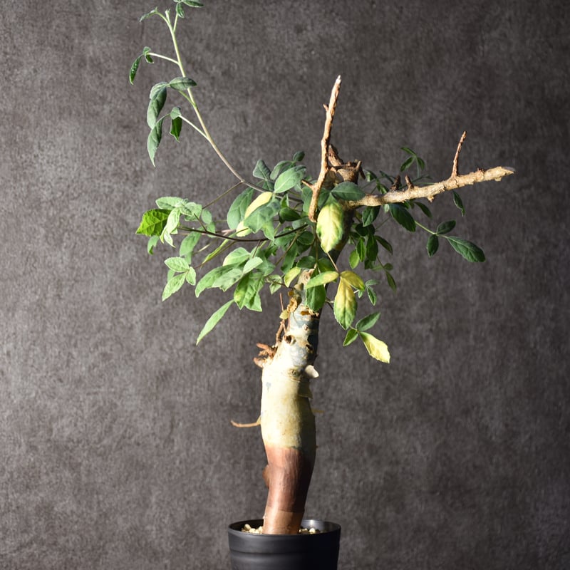 Commiphora holtziana コミフォラ ホルトジアナ 発根済現地株 #1 | B