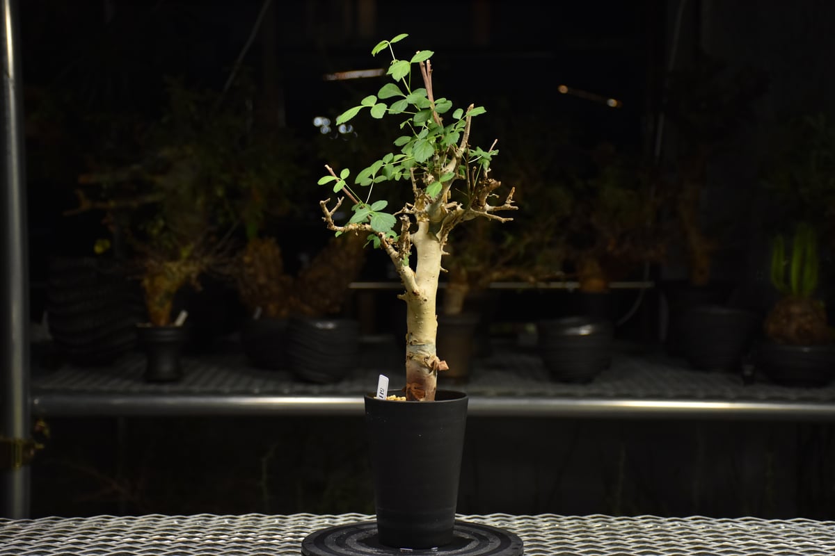 Commiphora holtziana コミフォラ ホルトジアナ 発根済現地株 H27 |