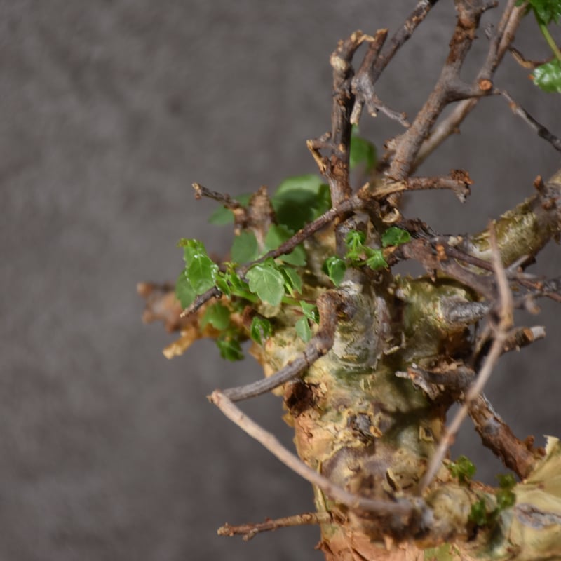 Commiphora cyclophira コミフォラ シクロフィラ 発根済現地株