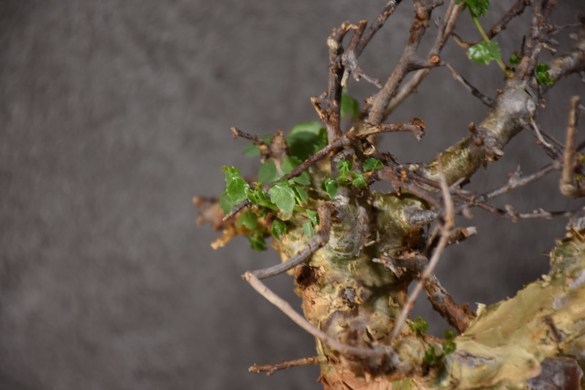 Commiphora cyclophira コミフォラ シクロフィラ 発根済現地株 #2 |