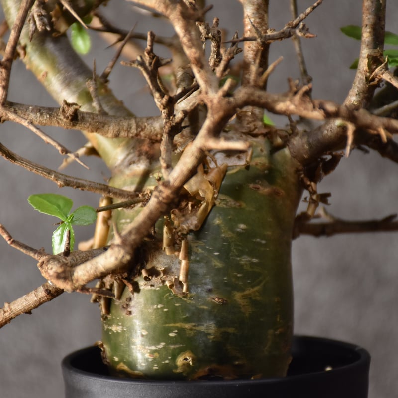 発根済み　現地球　コミフォラ・ハベシニカ Commiphora habessinica コミフォラ ハベシニカ 発根済現地株 #4