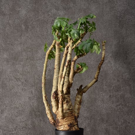 Jatropha spicata ヤトロファ スピカータ 発根済現地株 #3