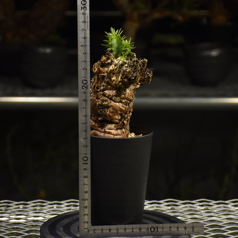 ムランジーナ ユーフォルビア 発根済 検)カタフ パキプス コミフォラ アデニア ムランジーナ ユーフォルビア 発根済 検)カタフ パキプス コミフォラ