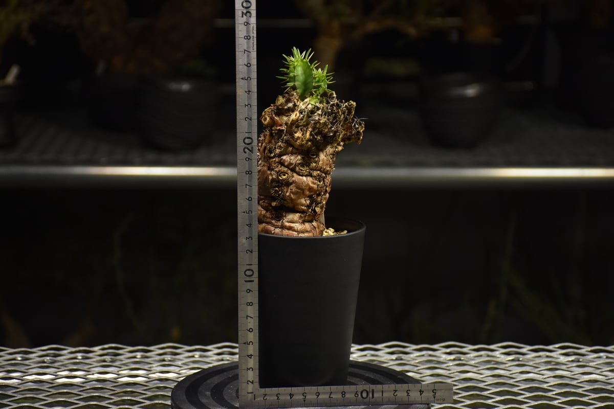 Euphorbia mlanjeana ユーフォルビア ムランジーナ 発根済現地株 I39 |