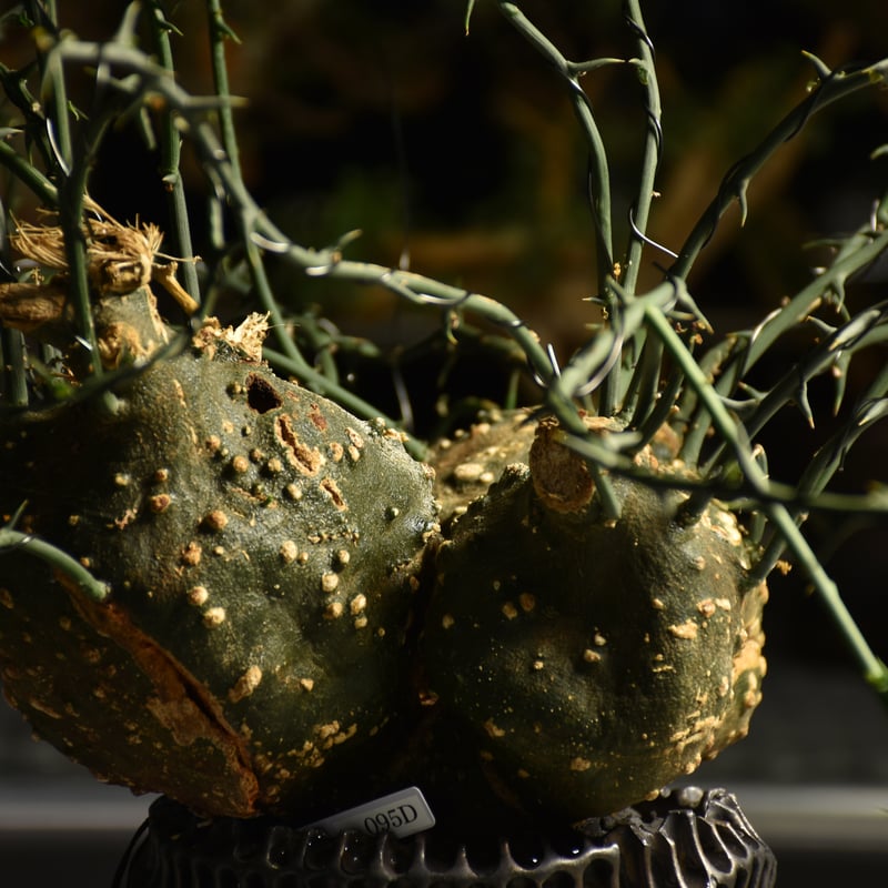 Adenia grobosa アデニア グロボーサ 発根済現地株 D31 | BONDEX