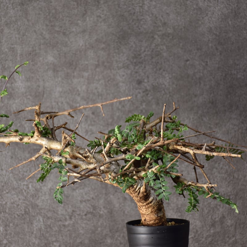 ボスウェリア ネグレクタ ブラックスキン 大株 ボスウェリアネグレクタ