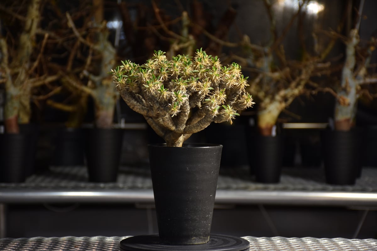 Euphorbia guillauminiana ユーフォルビア ギラウミニアナ 発根済現地株