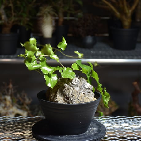 Dioscorea elephantipes ディオスコレア エレファンティペス アフリカ亀甲竜 発根済現地株 3