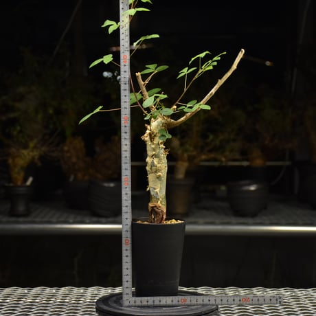 Commiphora holtziana コミフォラ ホルトジアナ 発根済現地株 H31