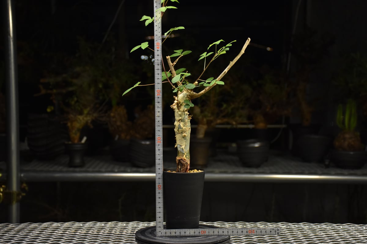 Commiphora holtziana コミフォラ ホルトジアナ 発根済現地株 H31 |