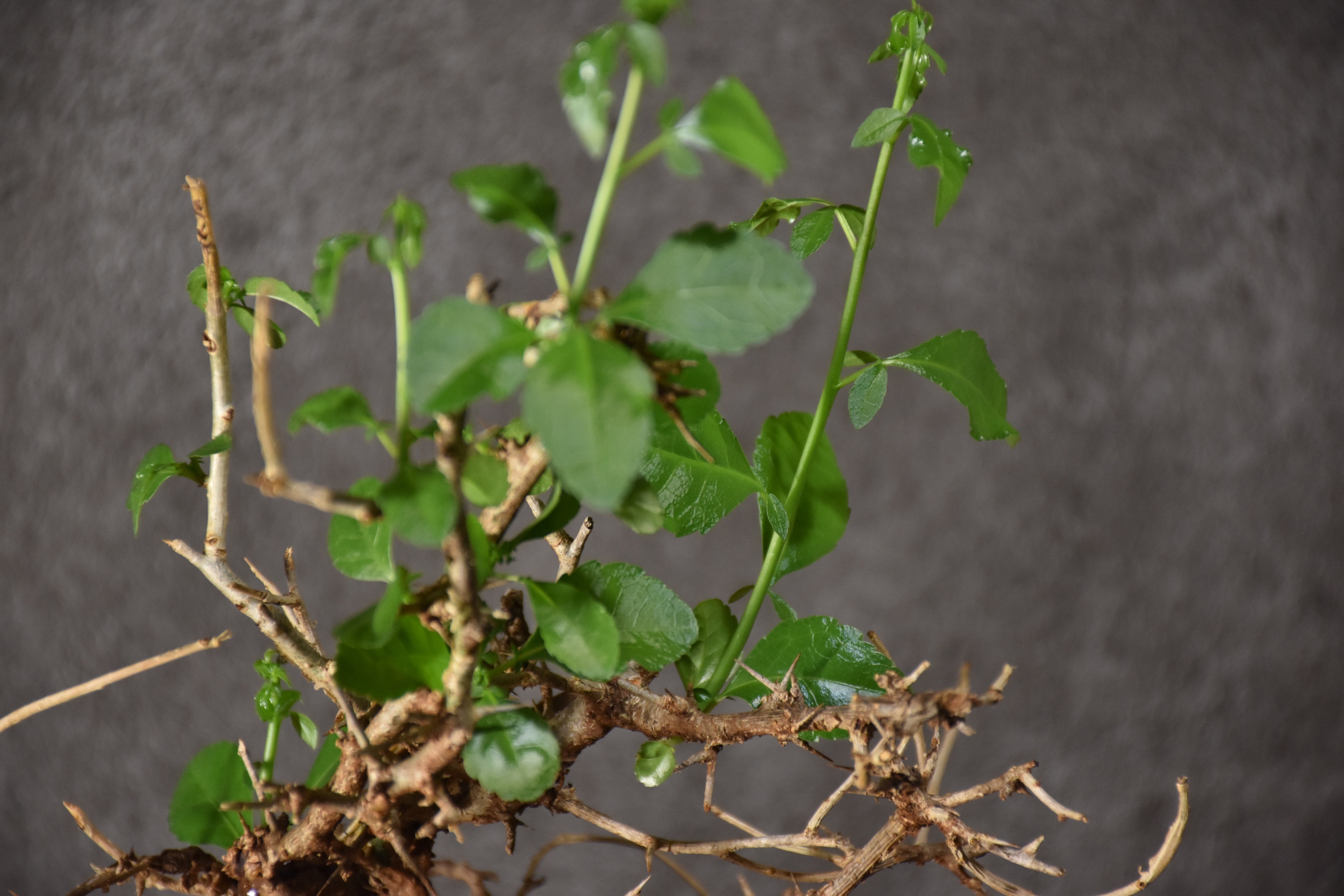 Commiphora habessinica コミフォラ ハベシニカ 発根済現地株 #4 |