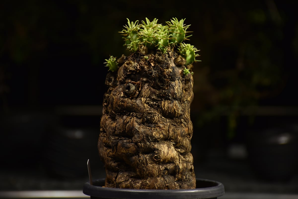 Euphorbia mlanjeana ユーフォルビア ムランジーナ 発根済現地株 H3 |