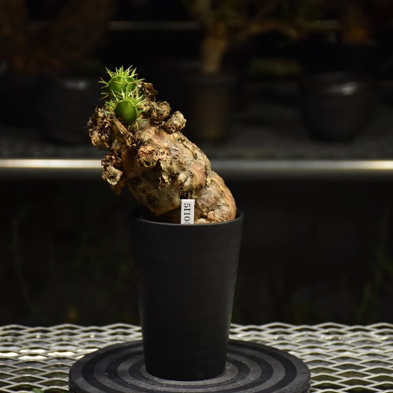 Euphorbia mlanjeana ユーフォルビア ムランジーナ 発根済現地株 I38 |