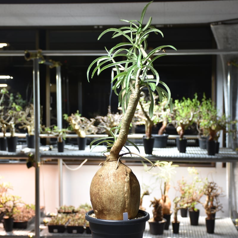 アデニウム　ソマレンセ　超大株 Adenium Somalense アデニウム ソマレンセ 発根済現地株 #1 | BONDEX