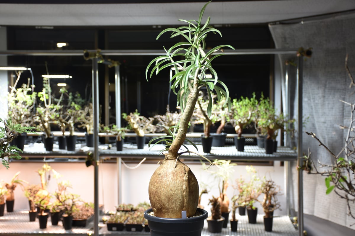 Adenium Somalense アデニウム ソマレンセ 発根済現地株 #1 | BONDEX