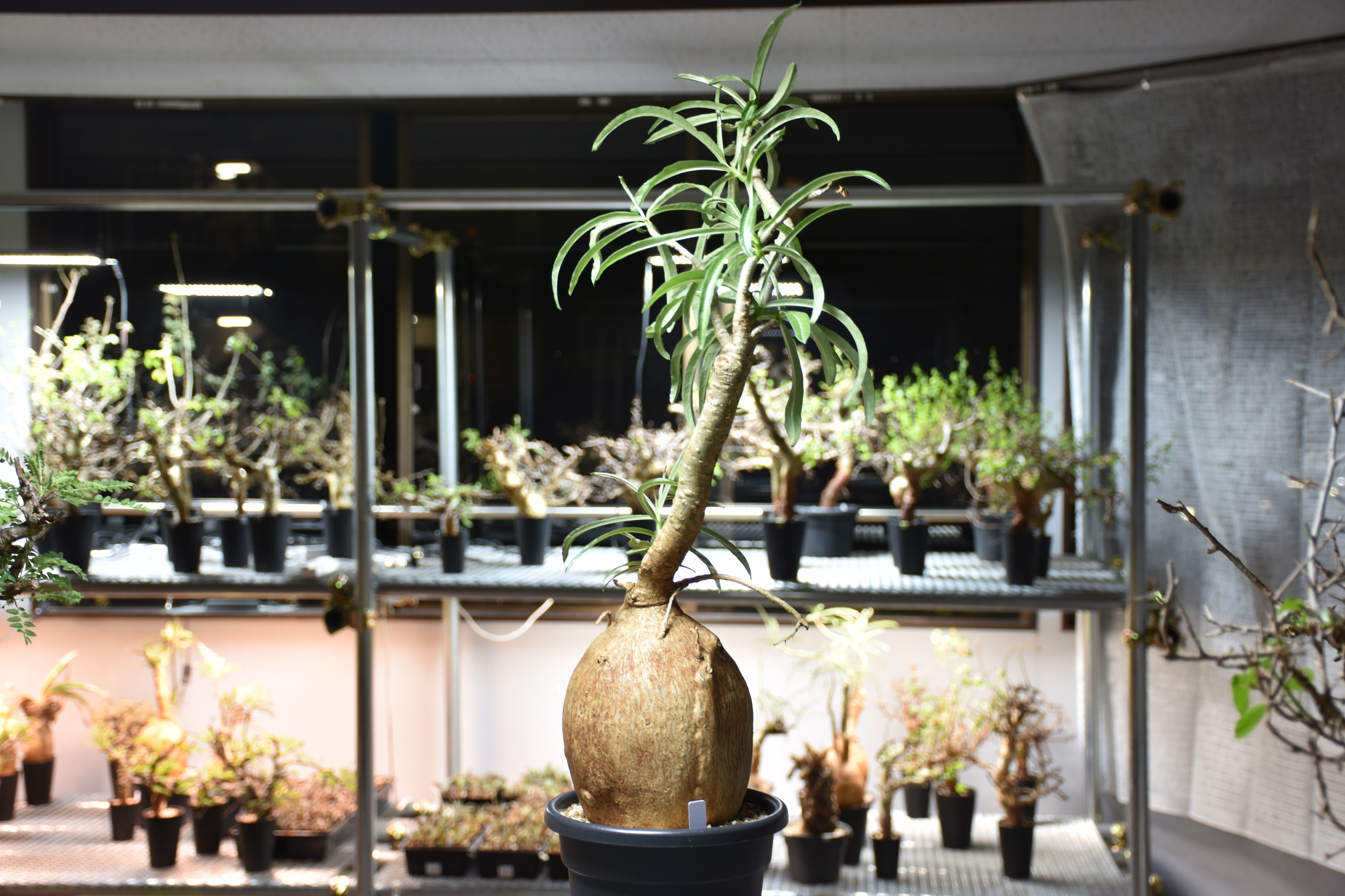 Adenium Somalense アデニウム ソマレンセ 発根済現地株 #1 | BONDEX