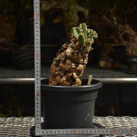 Euphorbia mlanjeana　ユーフォルビア ムランジーナ 発根済現地株 I47