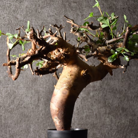 Commiphora kataf pure コミフォラ ピュアカタフ 発根済現地株 3 ソマリア産