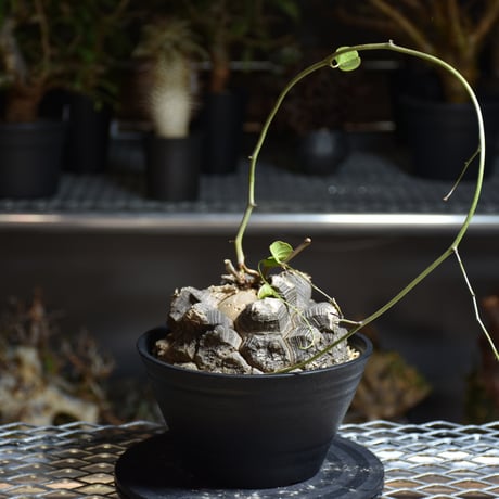 Dioscorea elephantipes ディオスコレア エレファンティペス アフリカ亀甲竜 発根済現地株 2