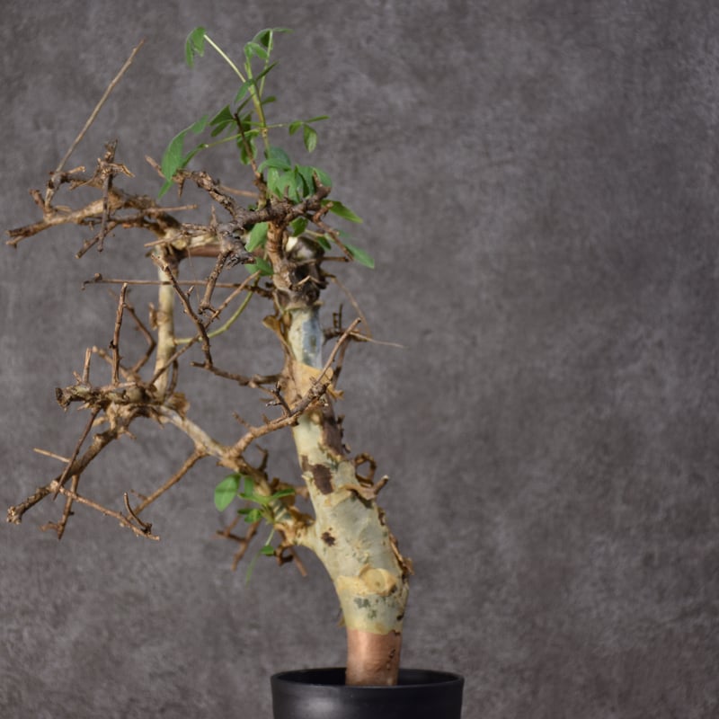 Commiphora holtziana コミフォラ ホルトジアナ 発根済現地株 #3