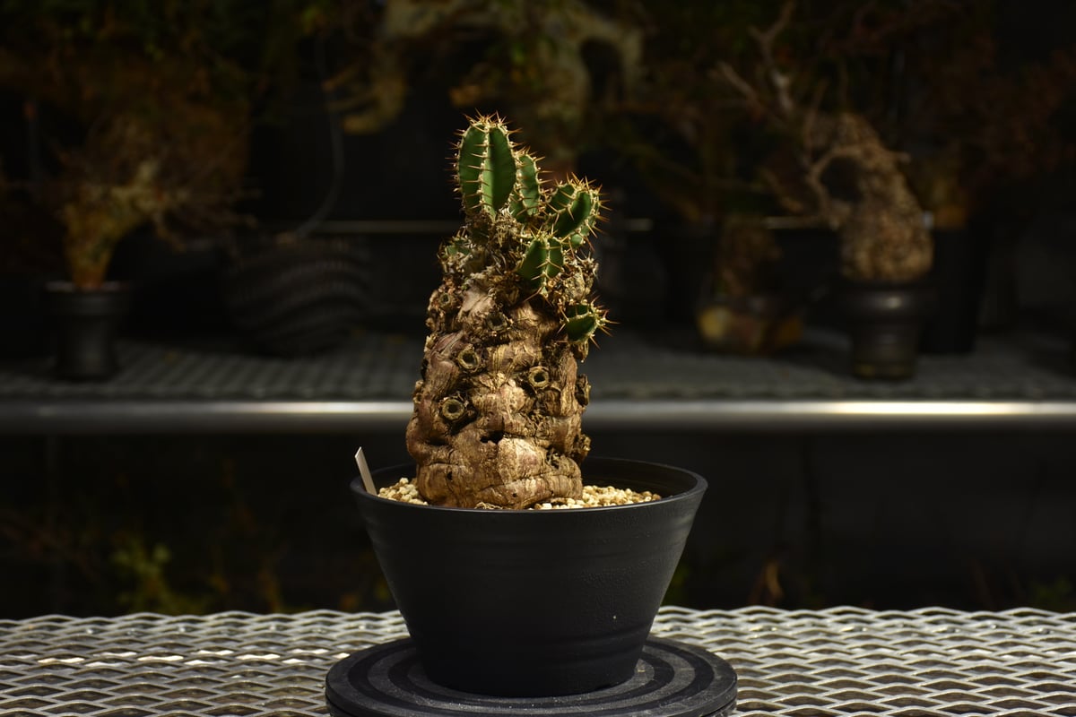 Euphorbia mlanjeana ユーフォルビア ムランジーナ 発根済現地株 I46 |