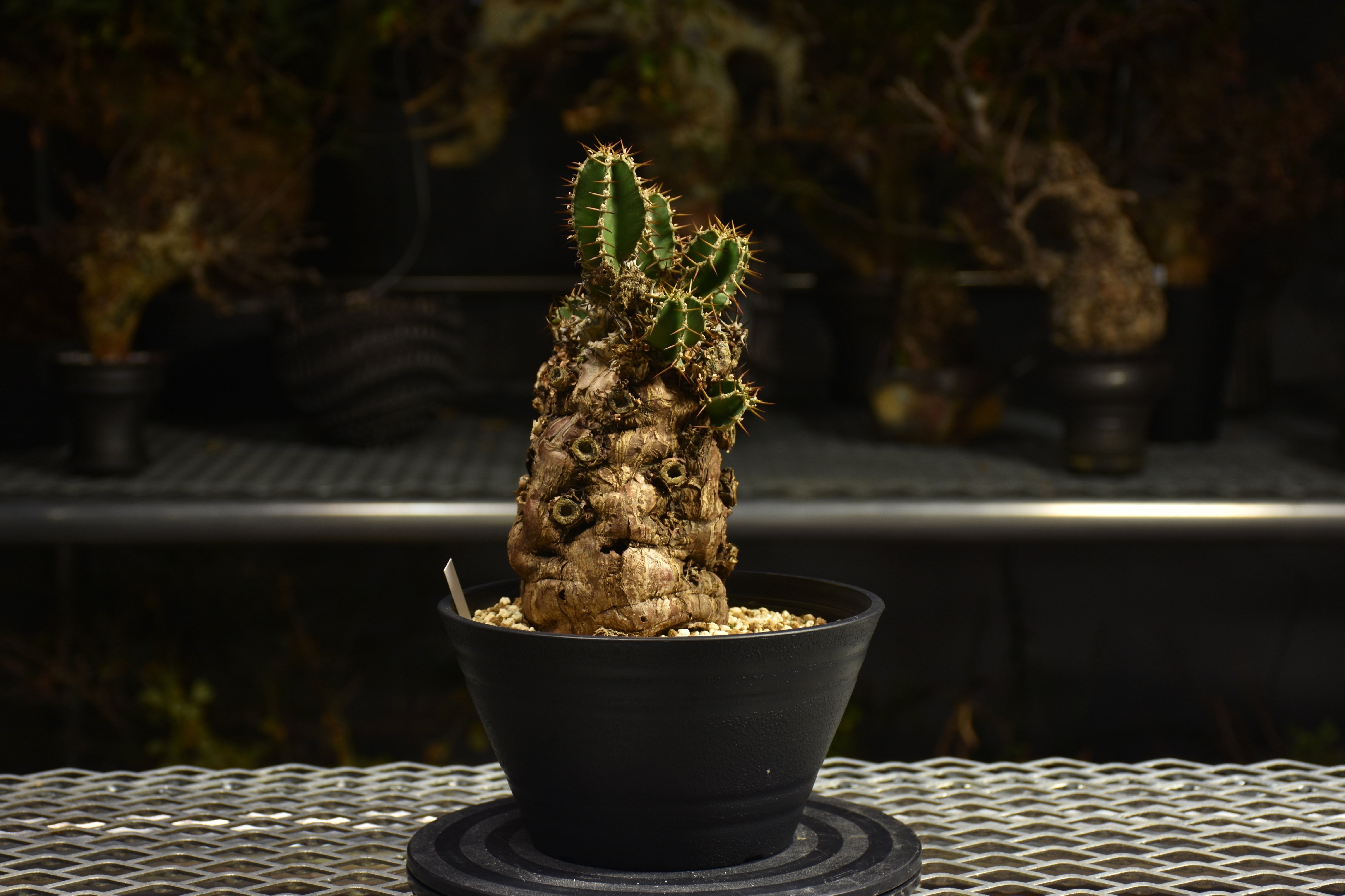 Euphorbia mlanjeana ユーフォルビア ムランジーナ 発根済現地株 I46 |