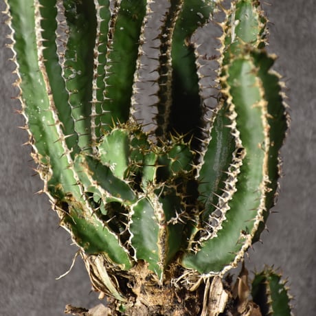 Euphorbia mlanjeana　ユーフォルビア ムランジーナ 発根済現地株 #5
