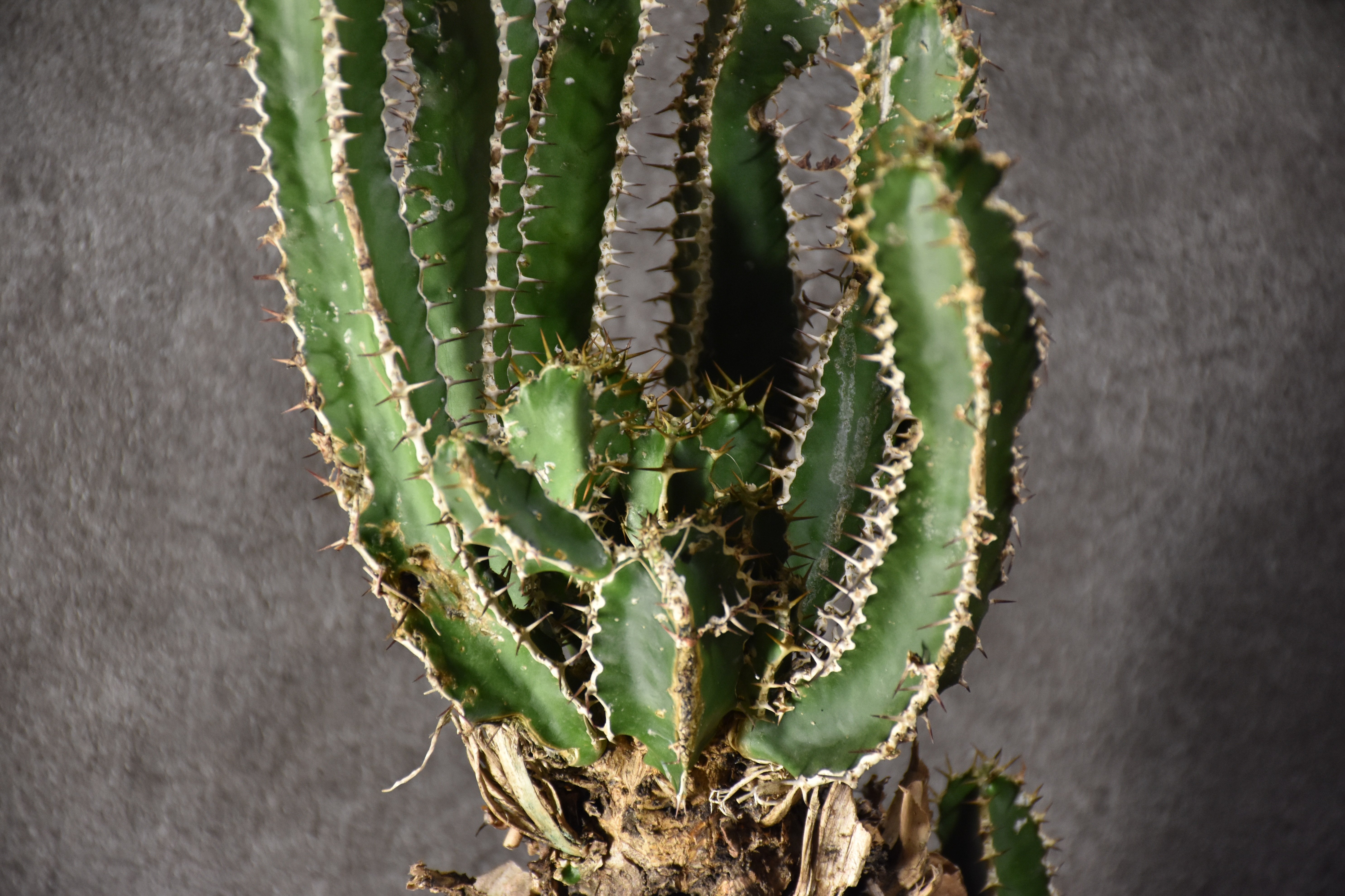 Euphorbia mlanjeana ユーフォルビア ムランジーナ 発根済現地株 #5 |