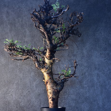 Commiphora pinnate leaves　コミフォラ ピンネイトリーブス　発根済現地株　#2