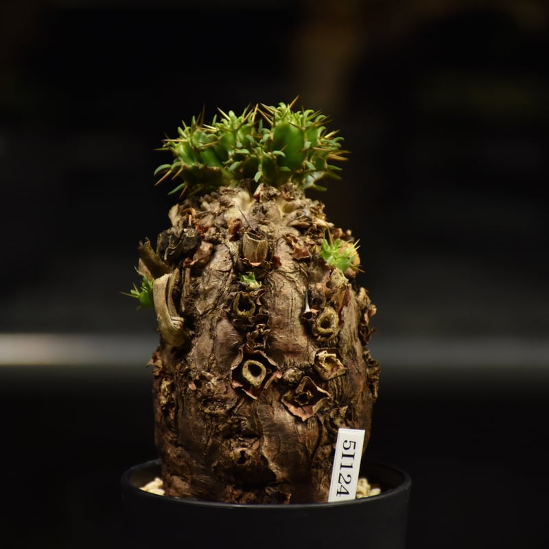 Euphorbia mlanjeana ユーフォルビア ムランジーナ 発根済現地株 I40 |