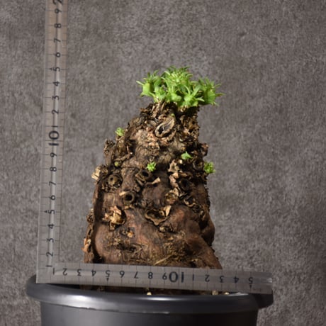 Euphorbia mlanjeana　ユーフォルビア ムランジーナ 発根済現地株 #9