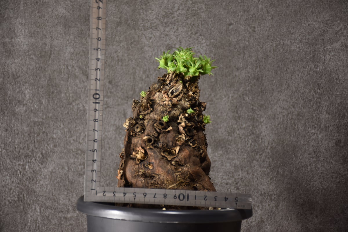 ムランジーナ　現地球発根済 現品限り】ユーフォルビア・ムランジーナ 現地株 発根済み 長期