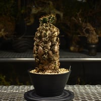 Euphorbia mlanjeana　ユーフォルビア ムランジーナ 発根済現地株 I49