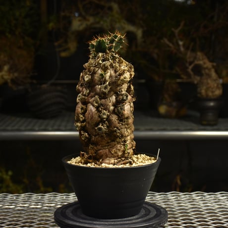 ユーフォルビアムランジーナ | STORES