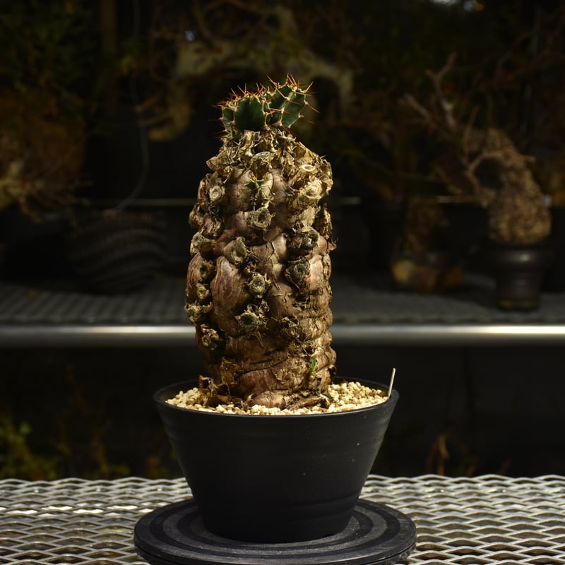 Euphorbia mlanjeana ユーフォルビア ムランジーナ 発根済現地株 I49 |