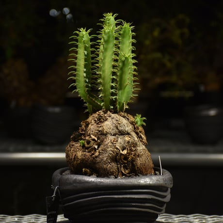 Euphorbia mlanjeana　ユーフォルビア ムランジーナ 発根済現地株 H7
