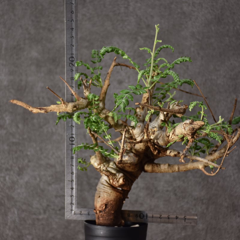 Boswellia neglecta ボスウェリア ネグレクタ 発根済現地株 #9