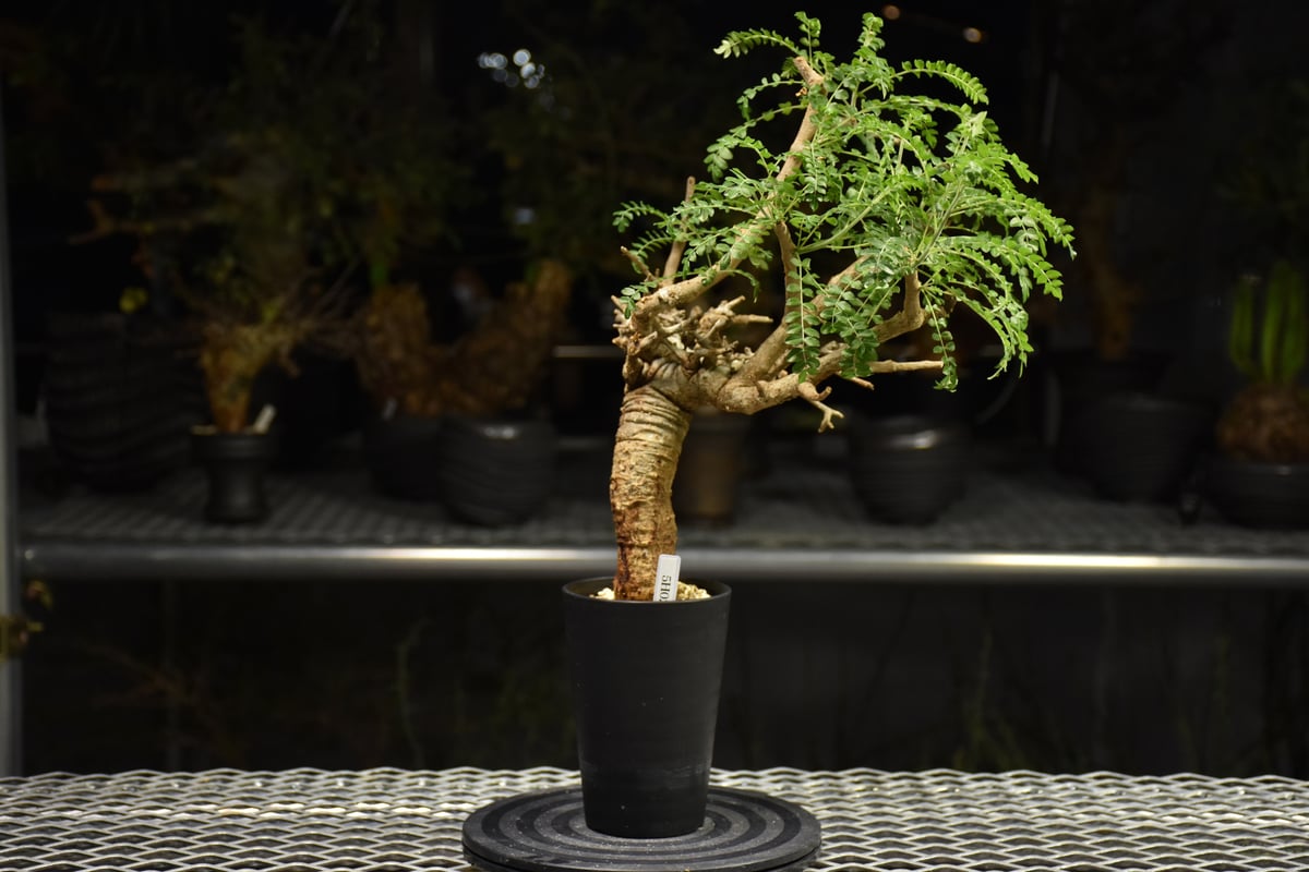 ボスウェリアネグレクタ ボスウェリアネグレクタ | STORES