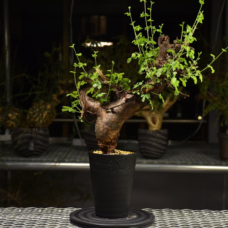 コミフォラ ボラネンシス 発根済み Commiphora Boranensis コミフォラ ボラネンシス 発根済現地株