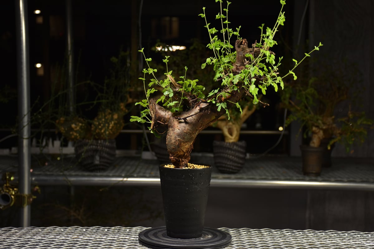 8/25 値下げ　極上株コミフォラ　ボラネンシス コミフォラボラネンシス | STORES