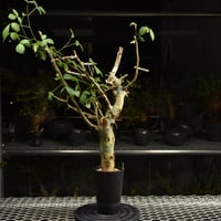 n*o様 特大 コミフォラ カンペストリス Commiphora Campest Commiphora campestris var. campestris コミフォラ カンペ