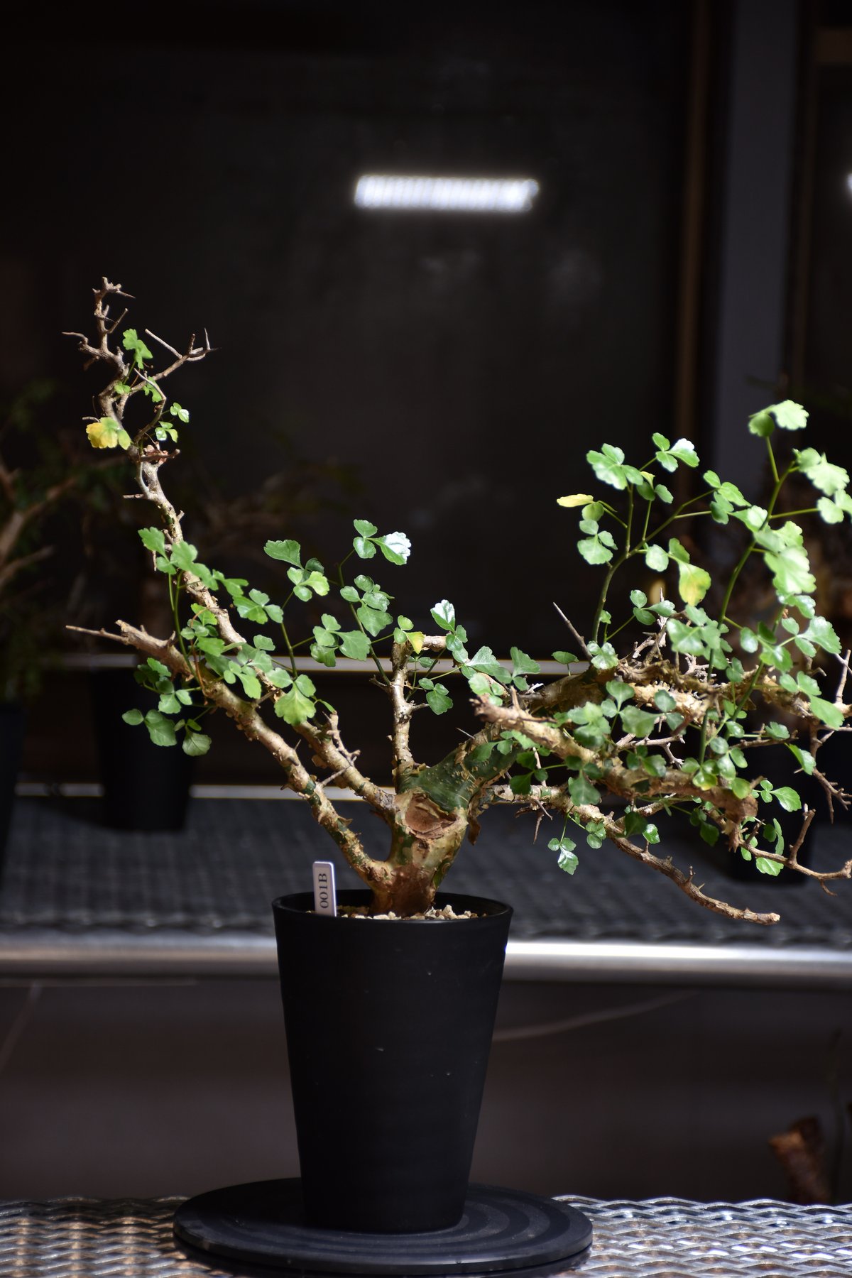 V*E様 特大 コミフォラ カンペストリス Commiphora Campest fit=scale-down,w=1200